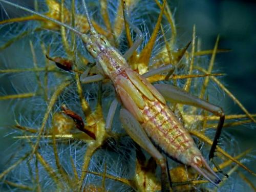 Oecanthus sp.